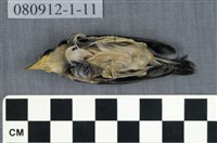 藏品(綠繡眼)的圖片